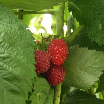 raspberries n leaves