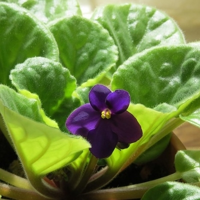 african violet (400x400)