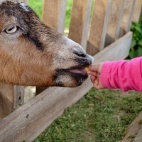 A Trip to the Zoo With Toddlers