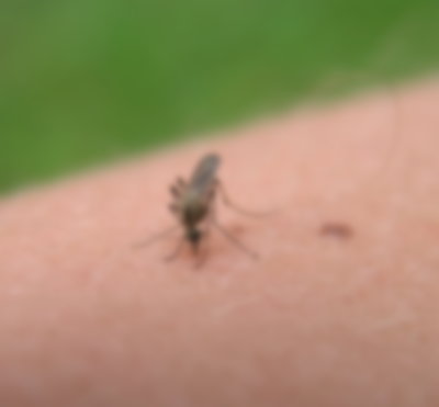 mosquito