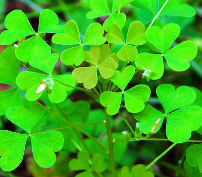 shamrocks