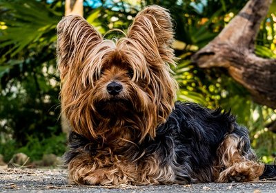 yorkie