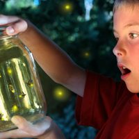 Firefly Picnic: Eat and Play Under the Stars