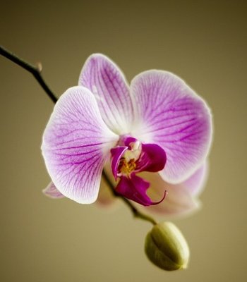 rsz_orchid-22159_640